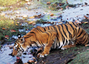 Nanda SJB Rana: Born to Be in the Wild