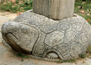 Tortoise