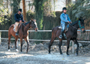 Easy Rider At Chandra Horse Riding Centre