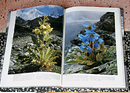 Potraits of Himalayan Flowers