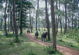 High in the Saddle: Horse and Windhorse in Nepal