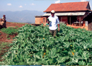 The Organic Village: Going Organic
