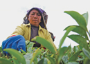 Ek Cup Chiya: The Story of Tea in Nepal