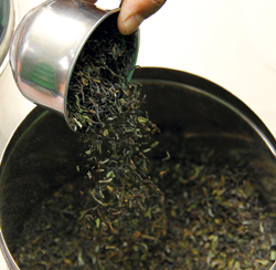 Producer's Special:A divine herb