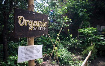 The Greener Kathmandu