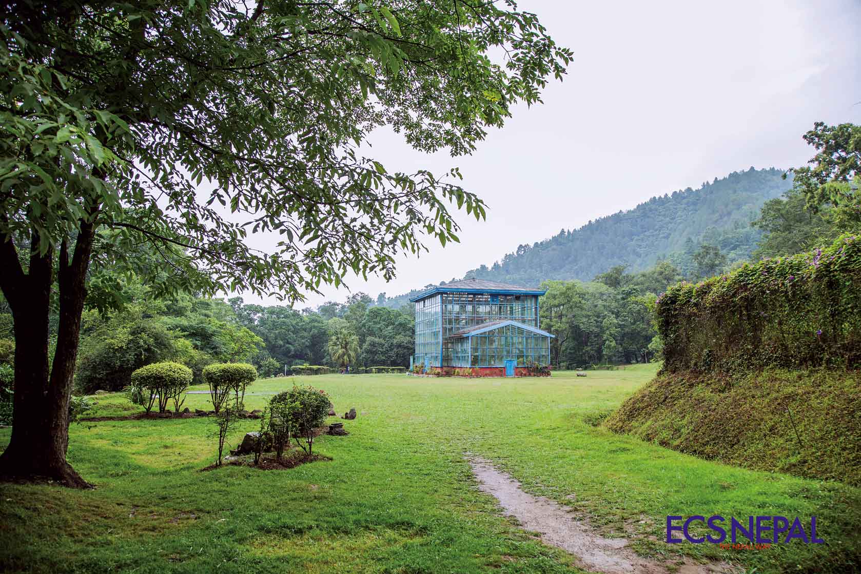 Pagalbutti, Shiva's Tears, and Tejpatta