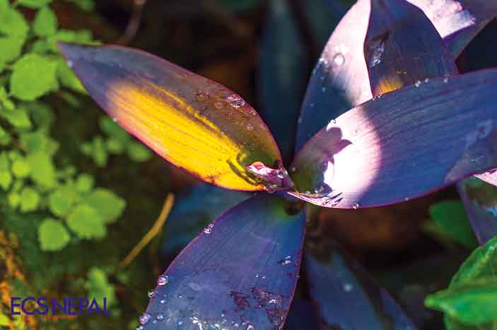 Appeasing the Gods of Rain