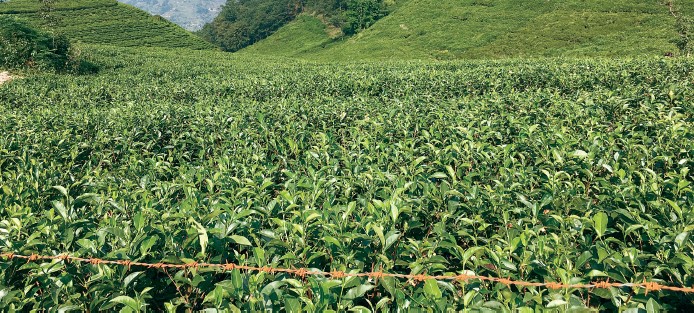 Tea Gardens and Rainbow Trout