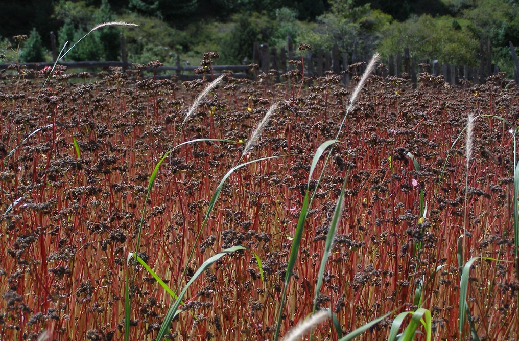 Seeing Manang through the Eyes of a Local