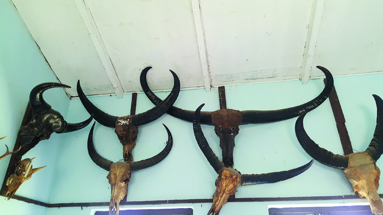 Beyond Bird-watching in Koshi Tappu