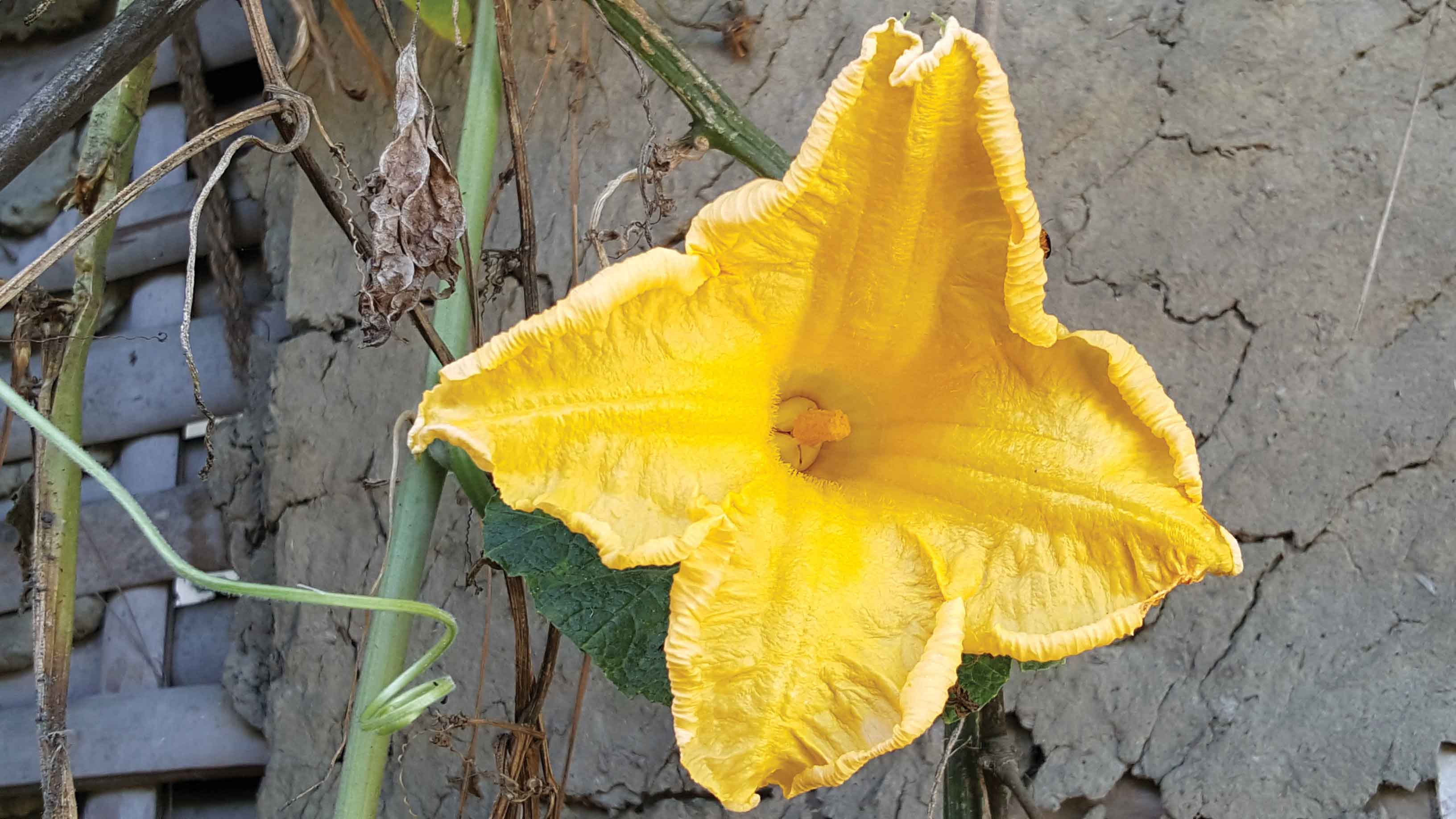 Pan fried pumpkin blossoms and bottle gourd skin fritters