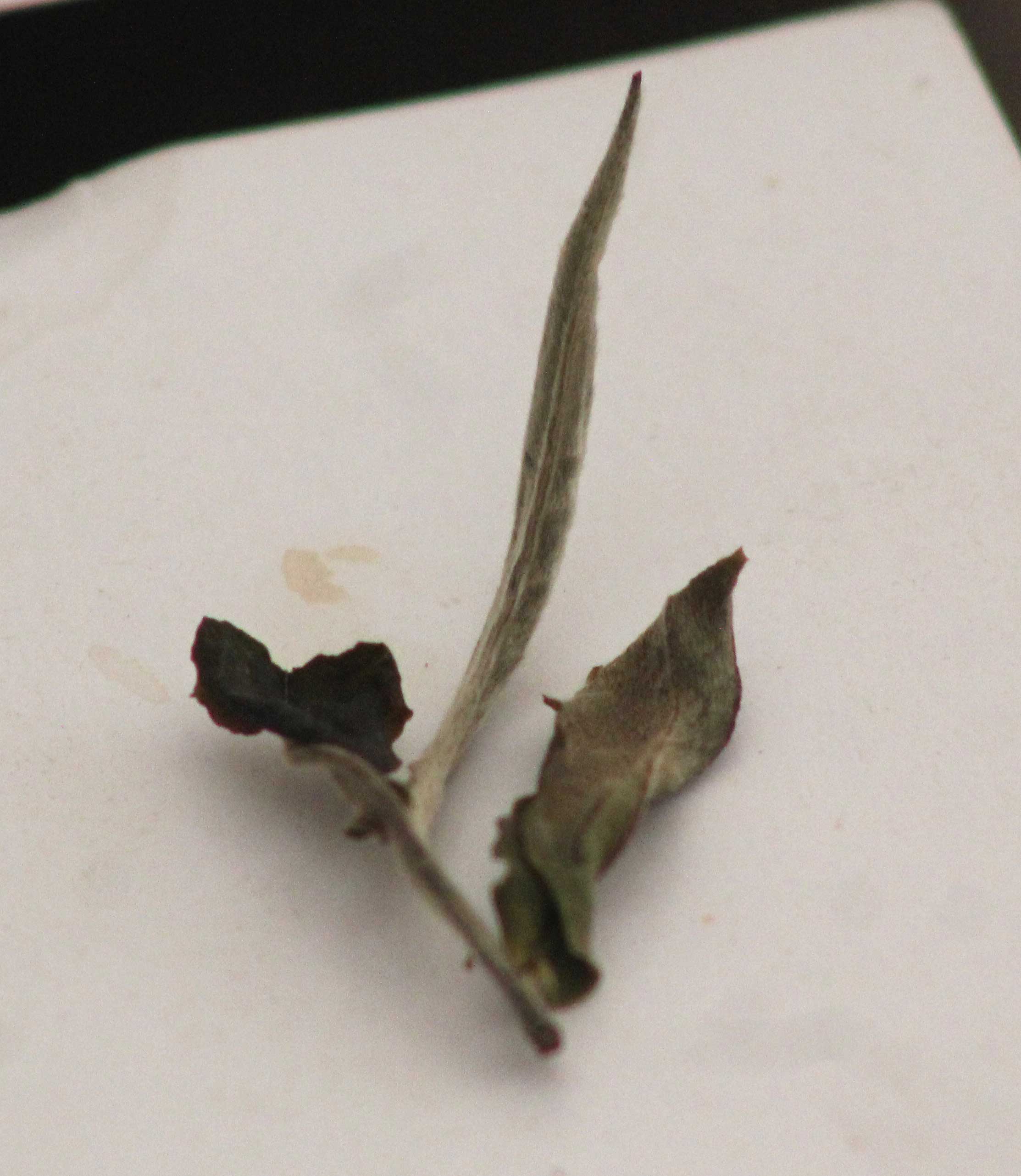 A Cuppa to Start the Day