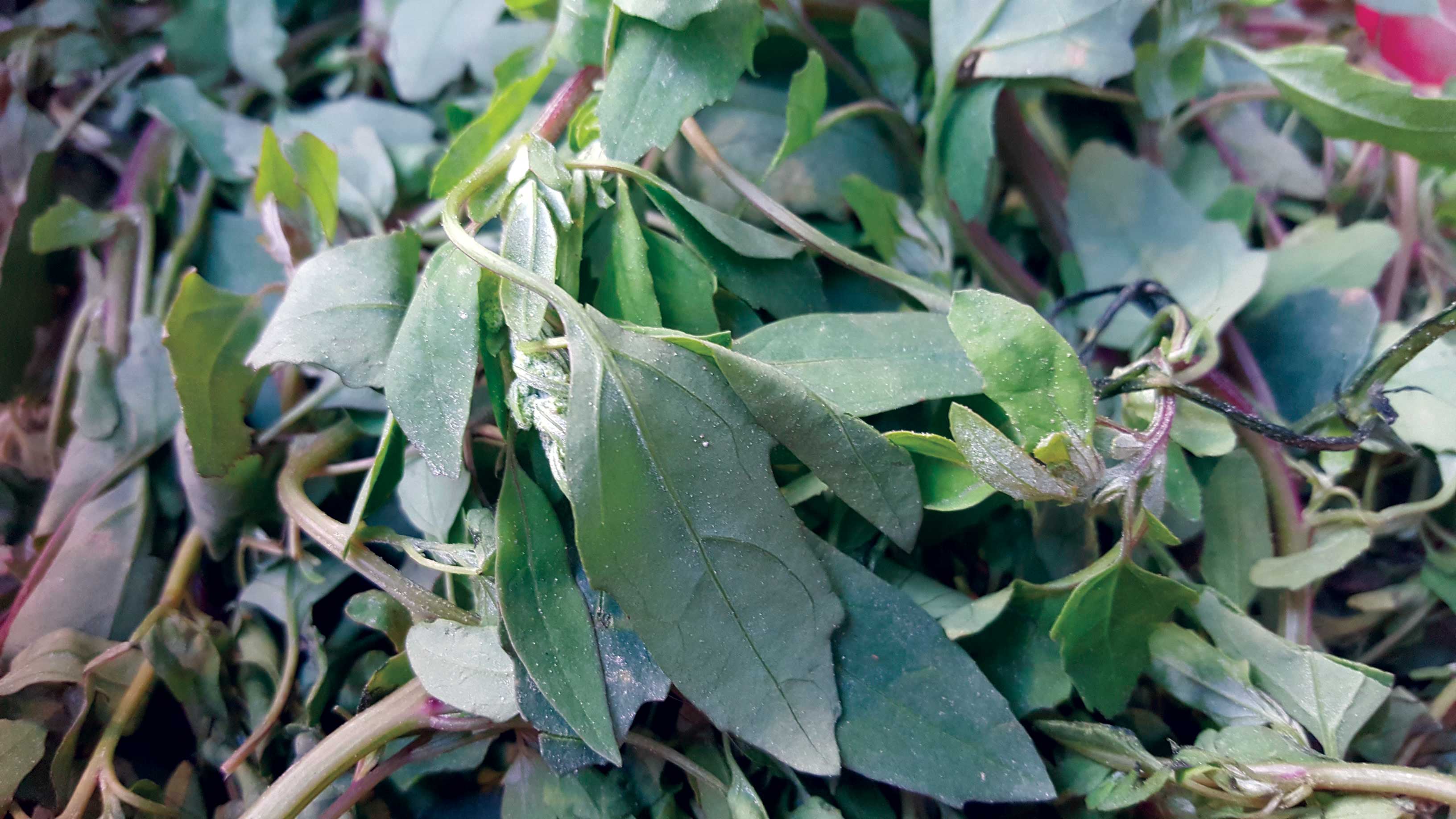 Bathua Saag: benefits and cooking tips