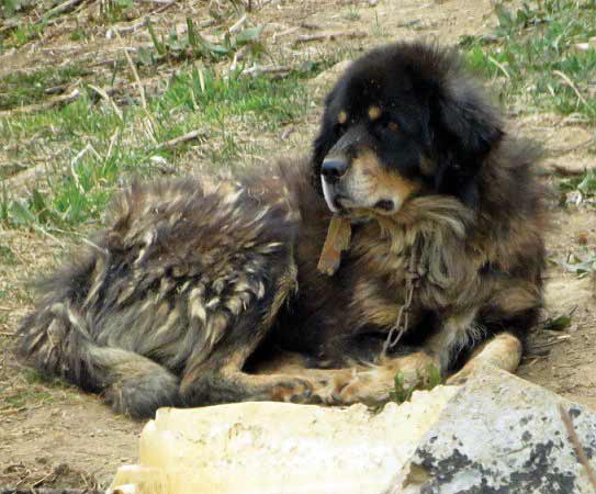 TALES OF THE BIG DOGS OF MUSTANG AND DOLPA 1980