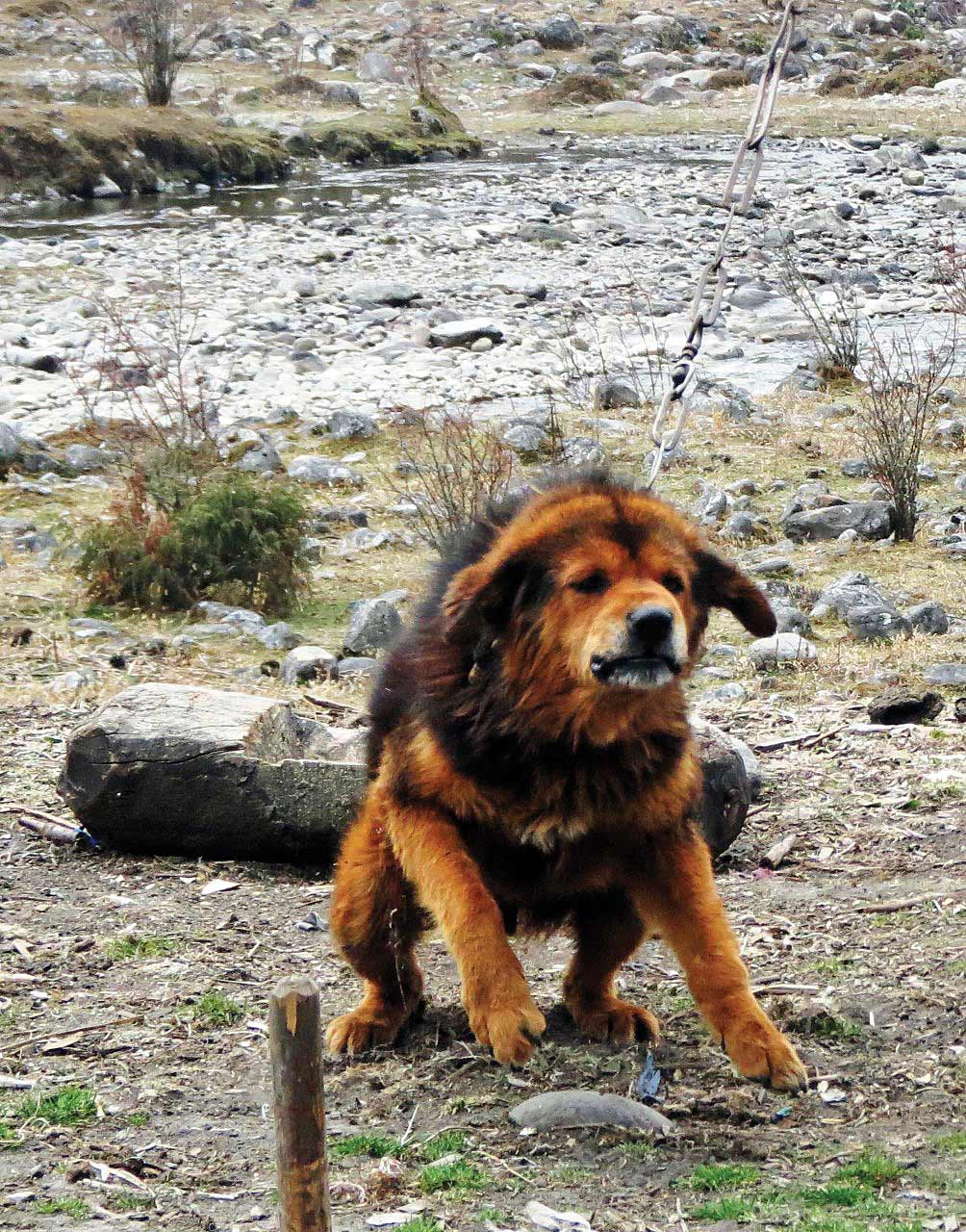 TALES OF THE BIG DOGS OF MUSTANG AND DOLPA 1980